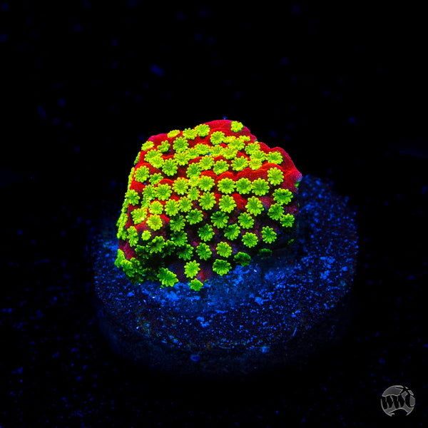 Sunset Montipora Coral