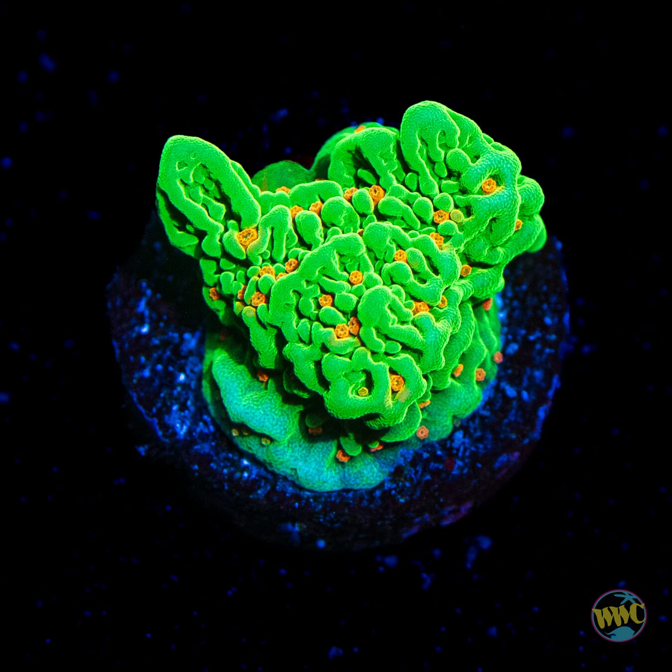 Tequila Sunrise Montipora Coral