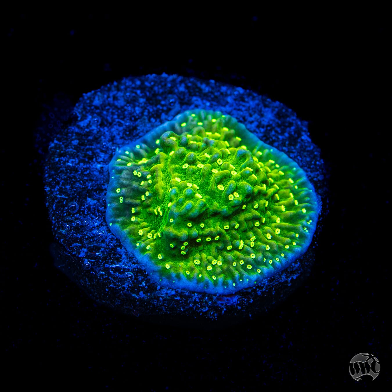 WWC Toxic Glow Montipora Coral