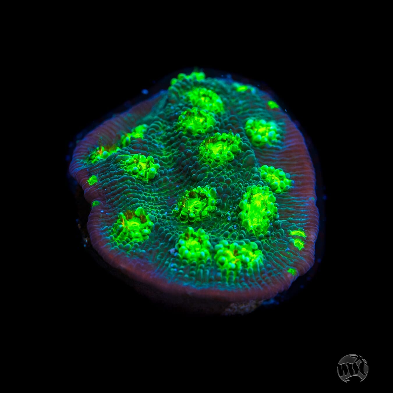 Tyree Fire Echino Chalice Coral