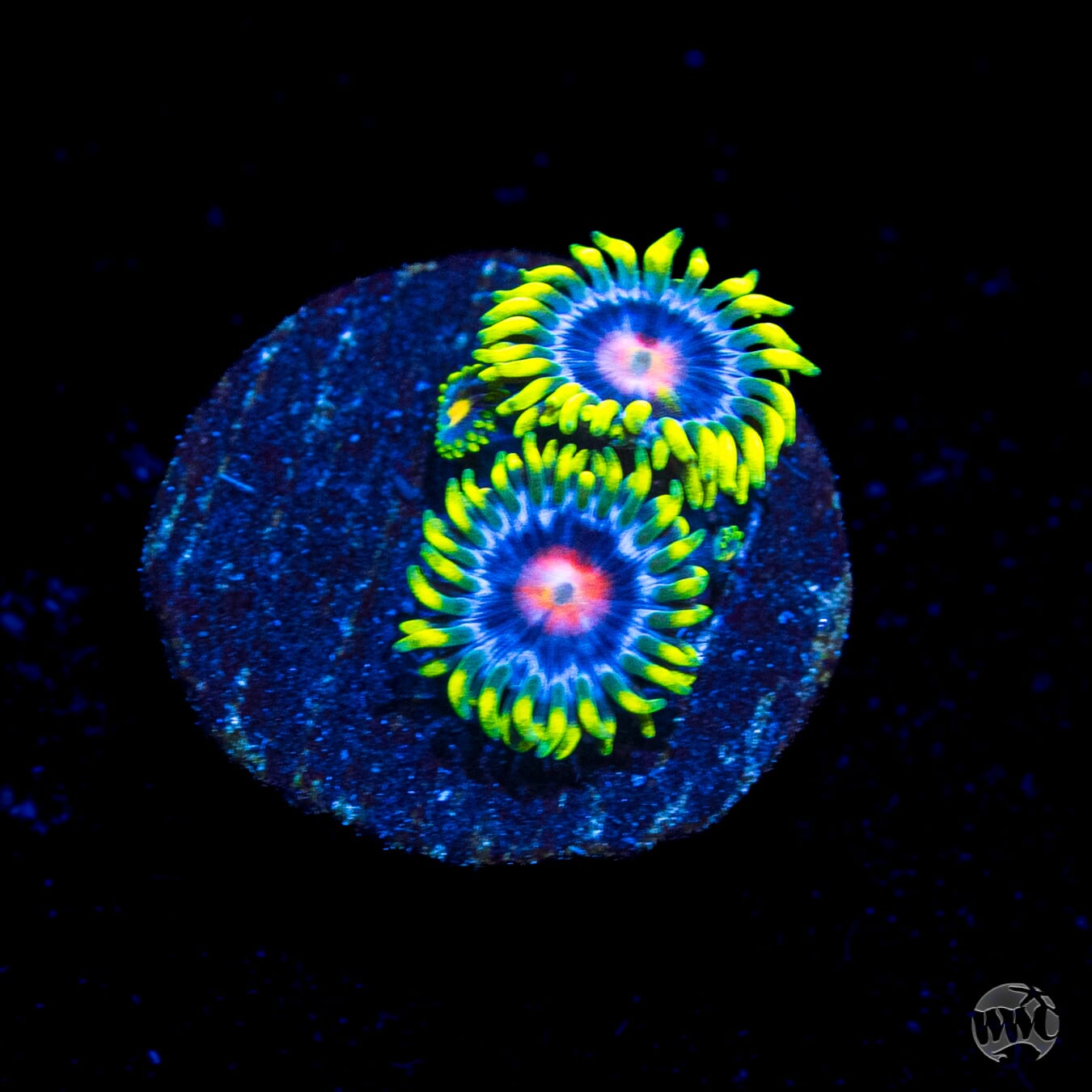 WWC Ultimate Blow Pop Zoanthids