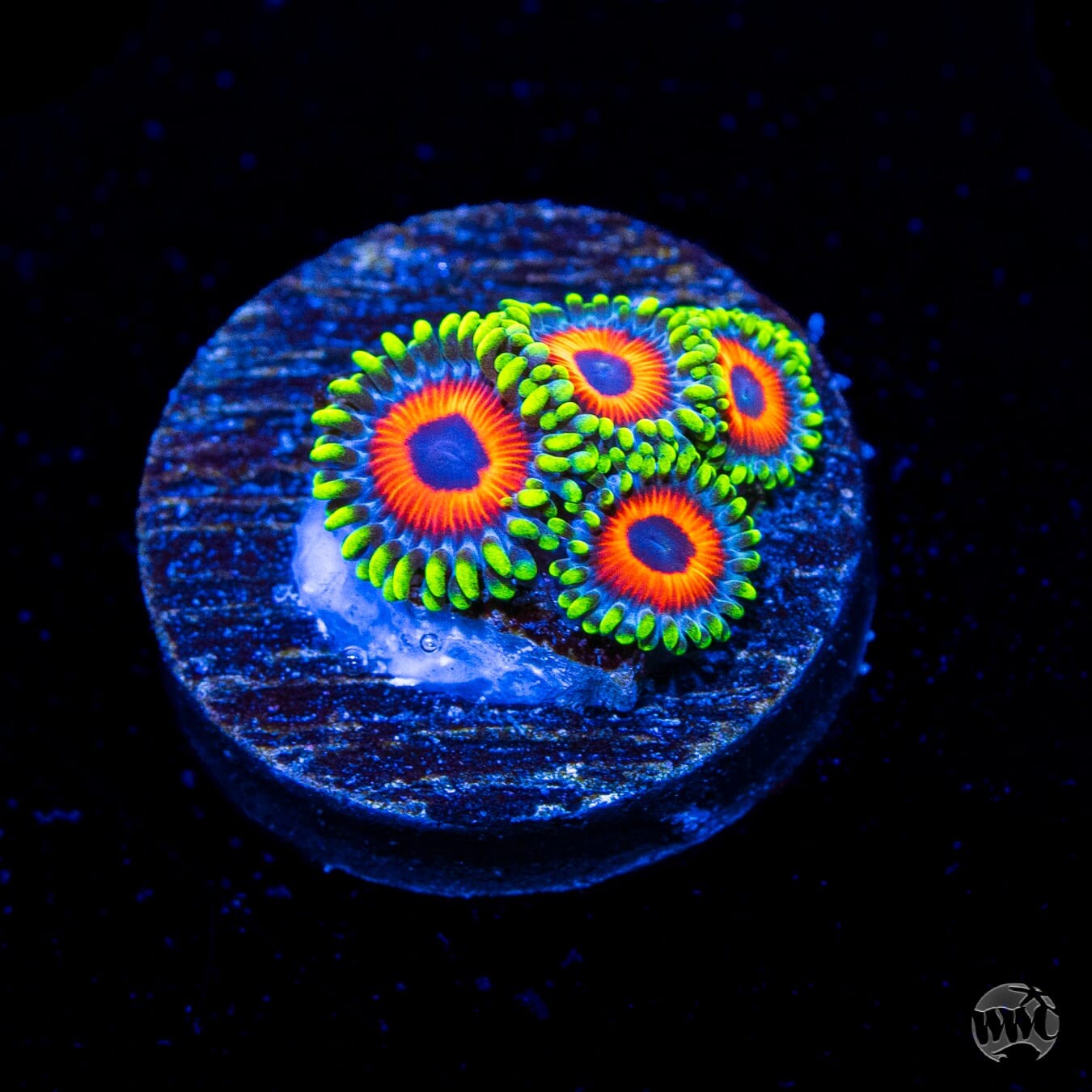 WWC Whammin Watermelon Zoanthids
