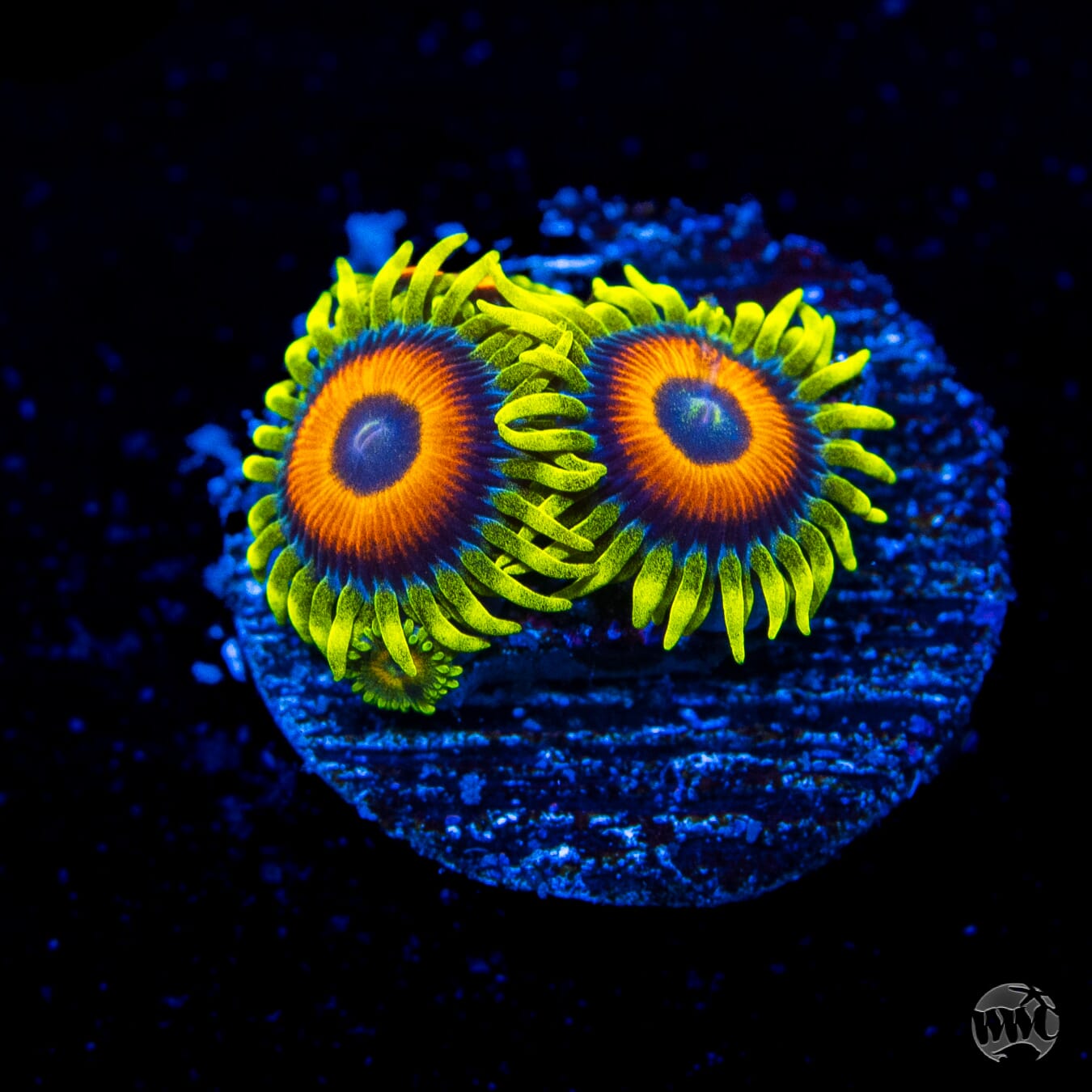 WWC Wildflower Zoanthids