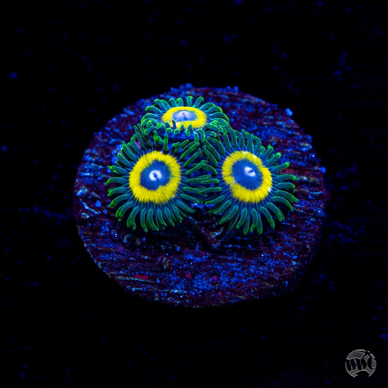 WWC Yellow Submarine Zoanthids