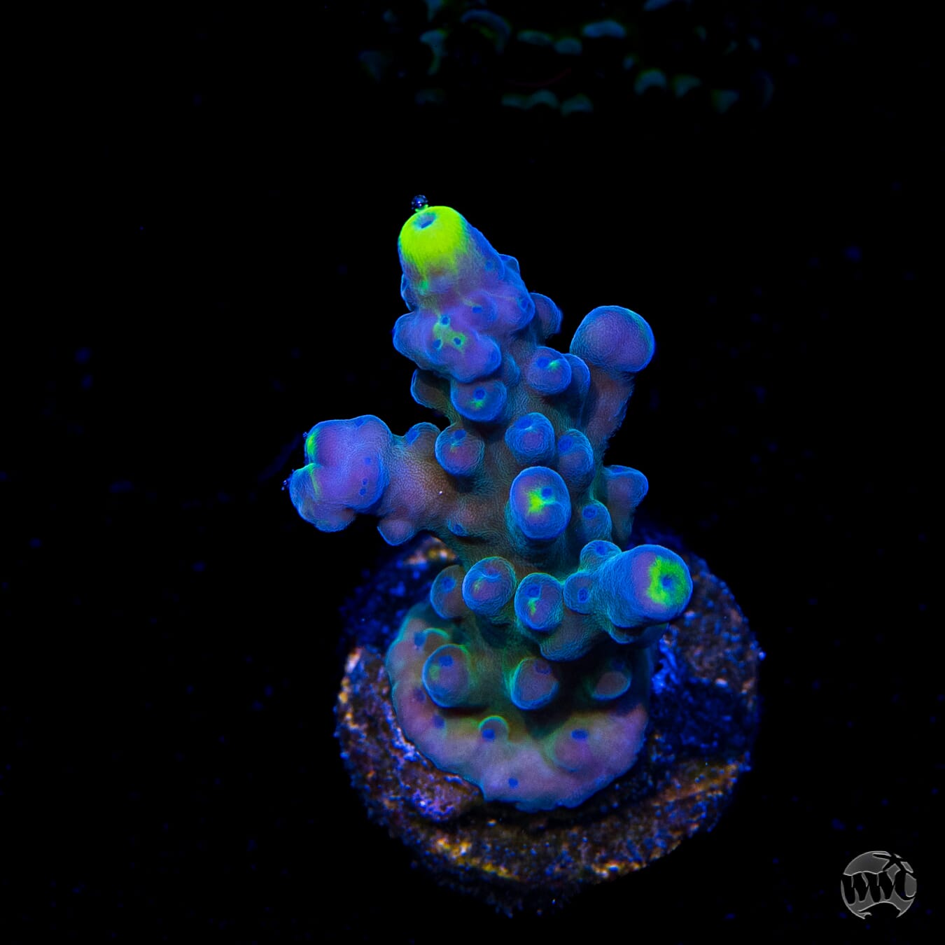 WWC Yellow Tips Austera Acropora