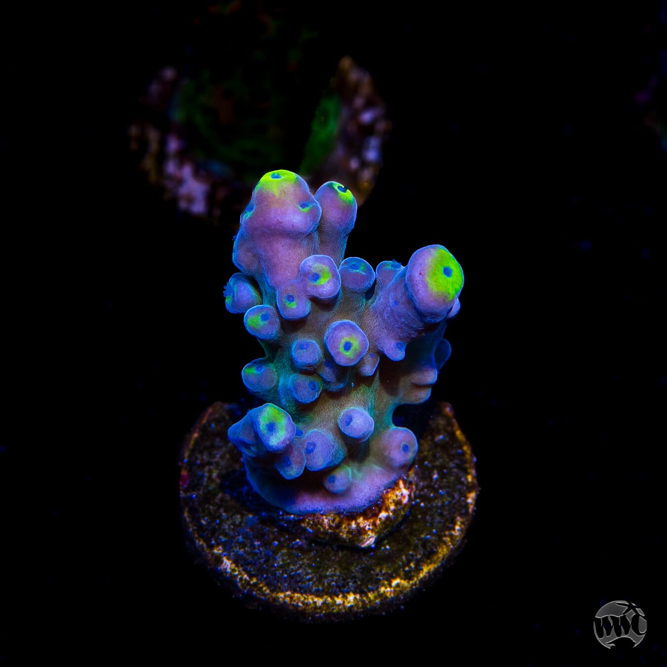 WWC Yellow Tips Austera Acropora