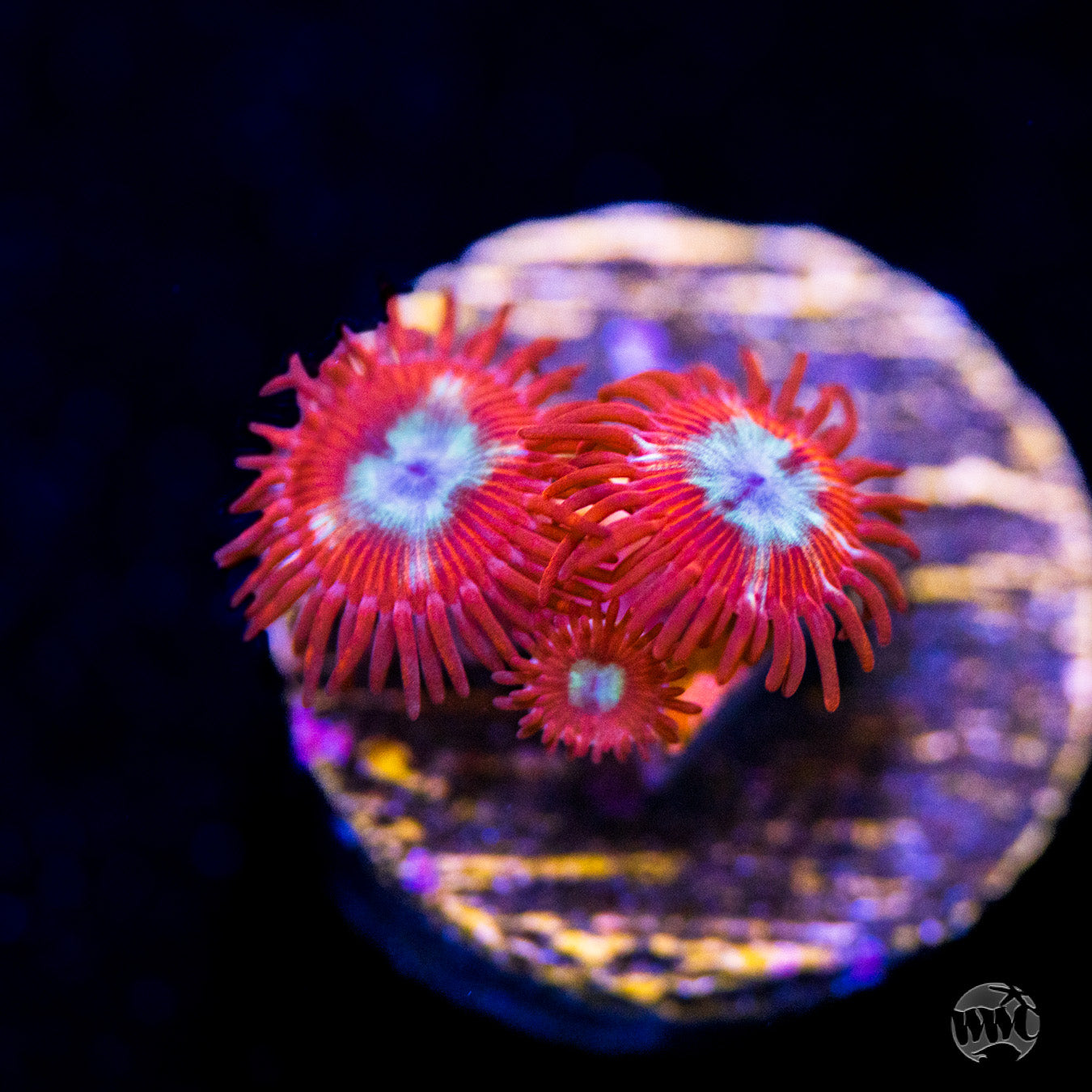 WWC Bloodlust Zoanthids