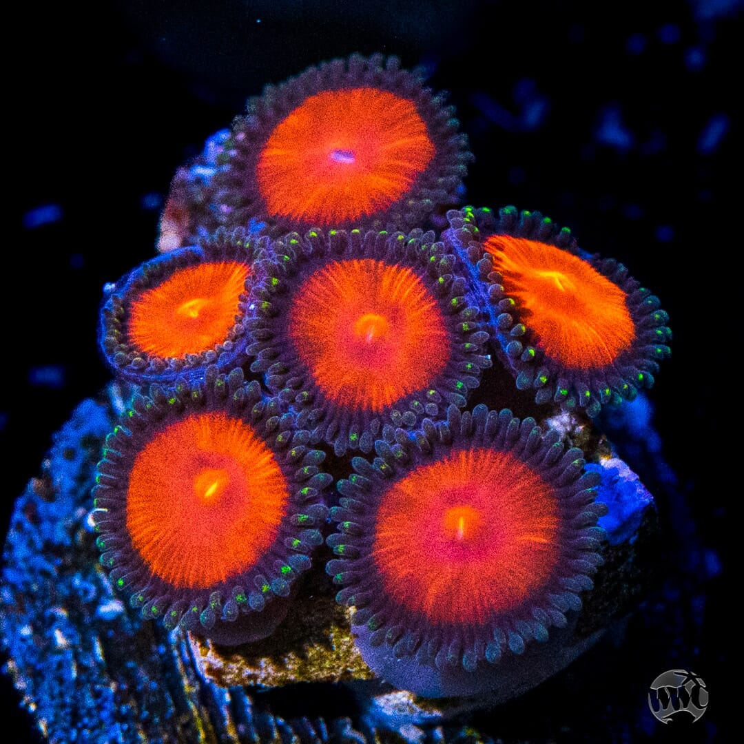 WWC Burning Mans Zoanthids