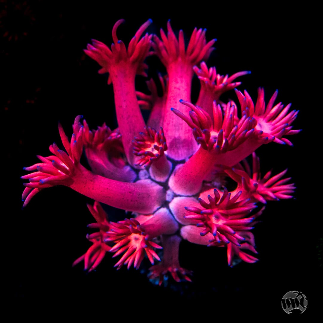 WWC Cherry Red Goniopora Coral