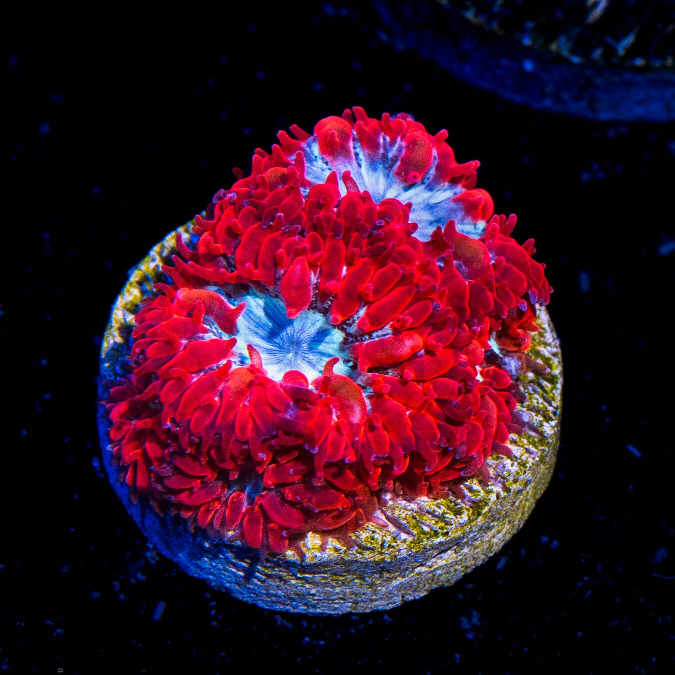 WWC Superman Merletti Blastomussa Coral