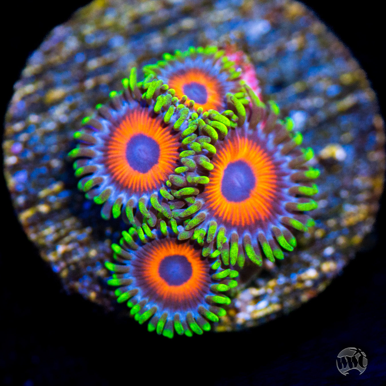 WWC Whammin Watermelon Zoanthids