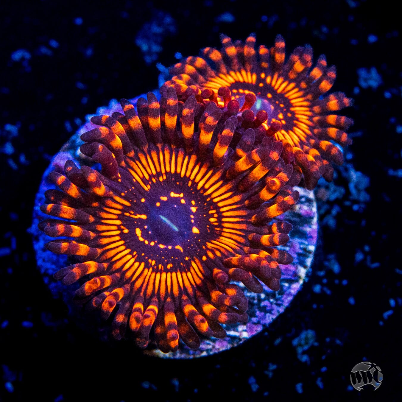 WWC Balrog Zoanthids