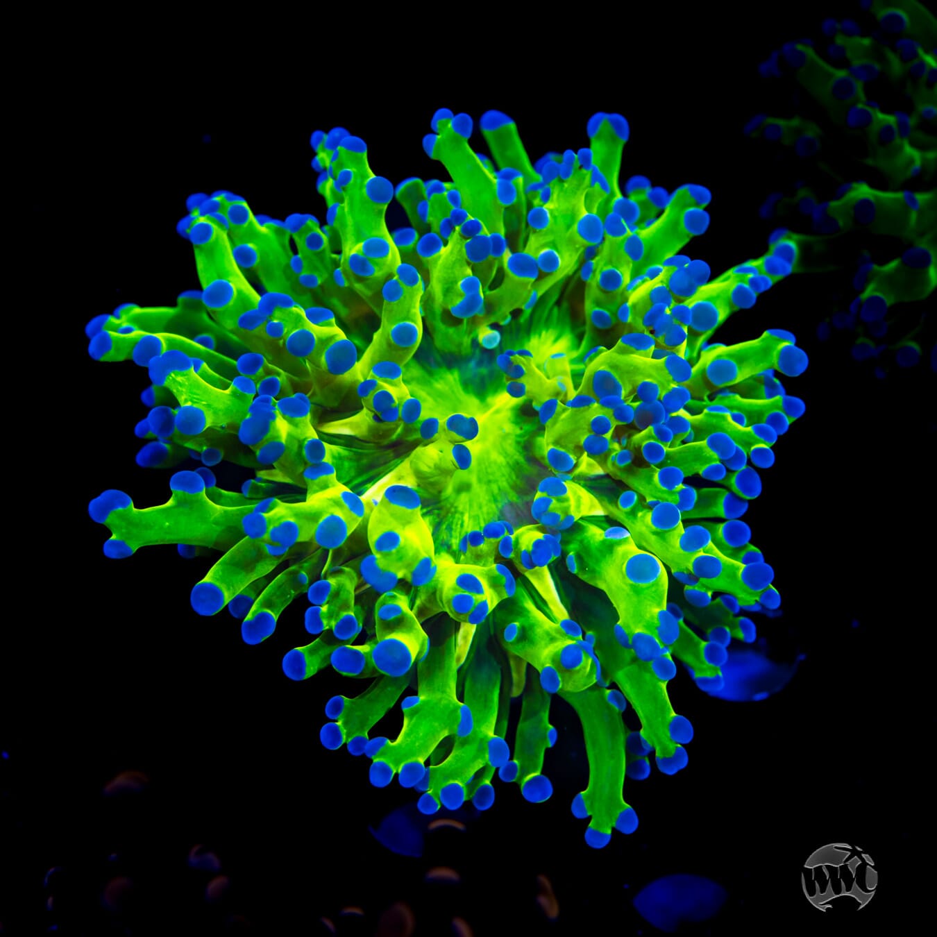 WWC Bi-Color Frogspawn Coral