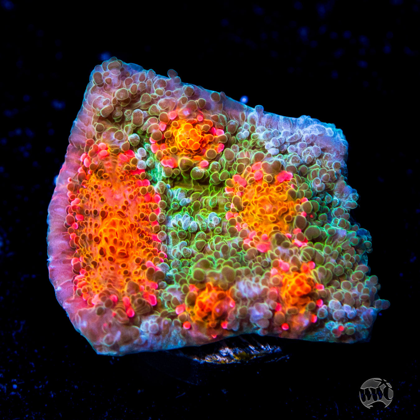 WWC Boogie Man Chalice Coral