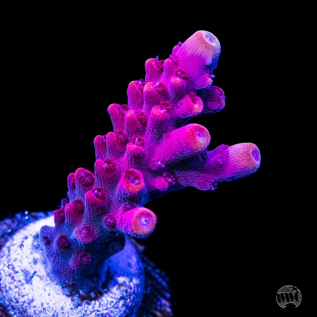 WWC Boomsauce Acropora