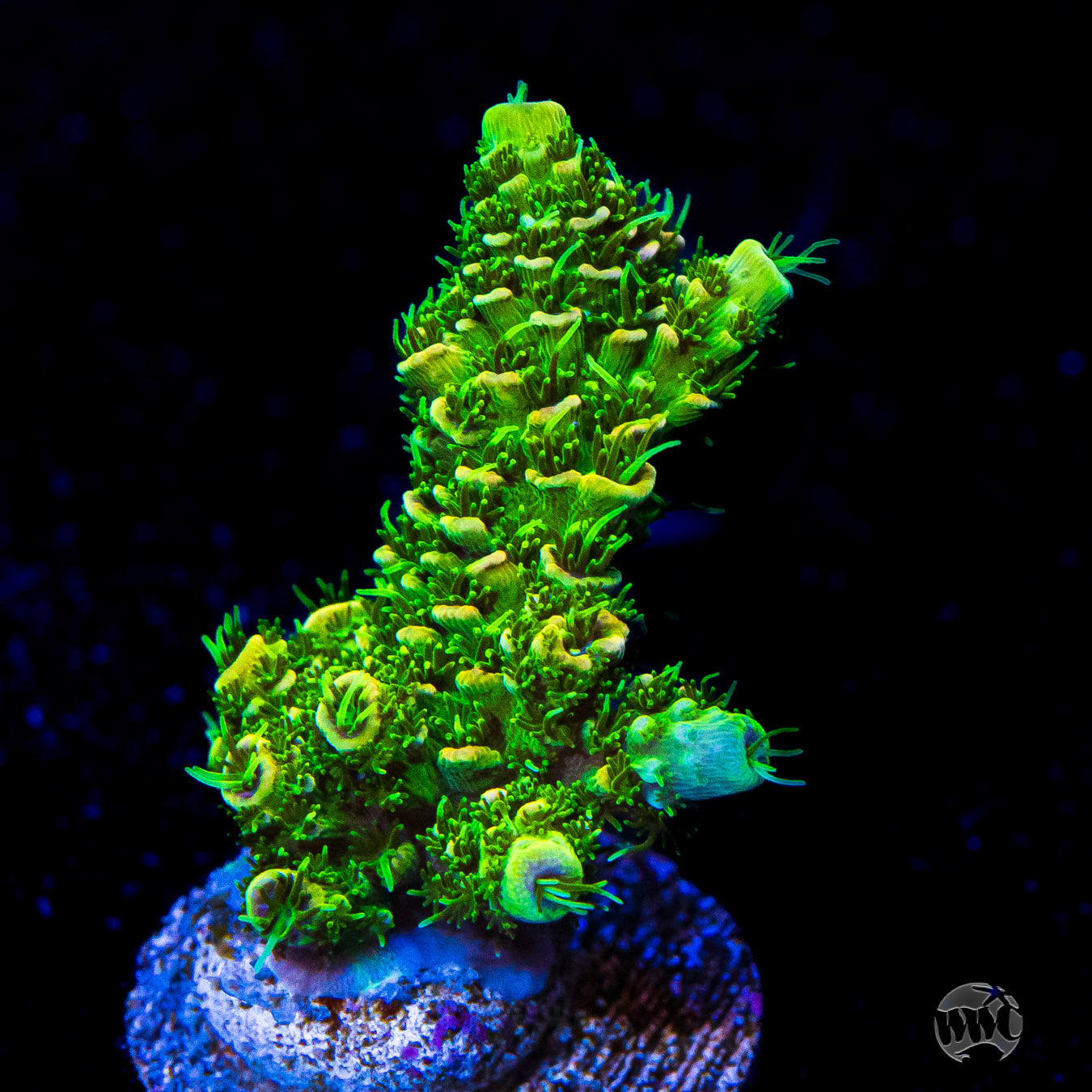 WWC Cactus Cooler Mille Acropora