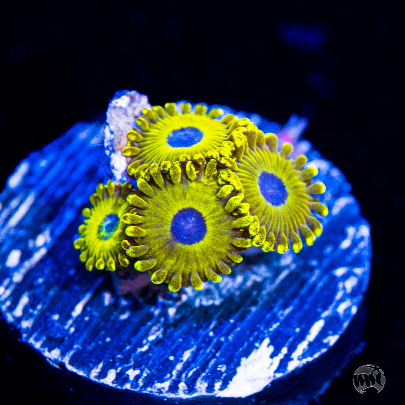 WWC Canary Island Zoanthids