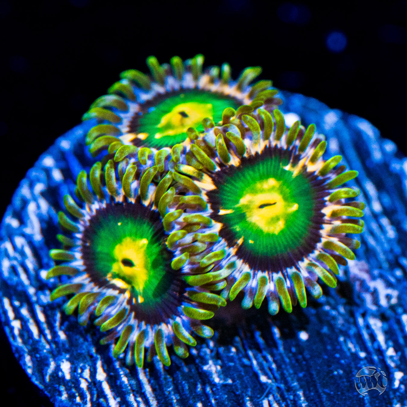 WWC Cosmic Dragon Eye Zoanthids