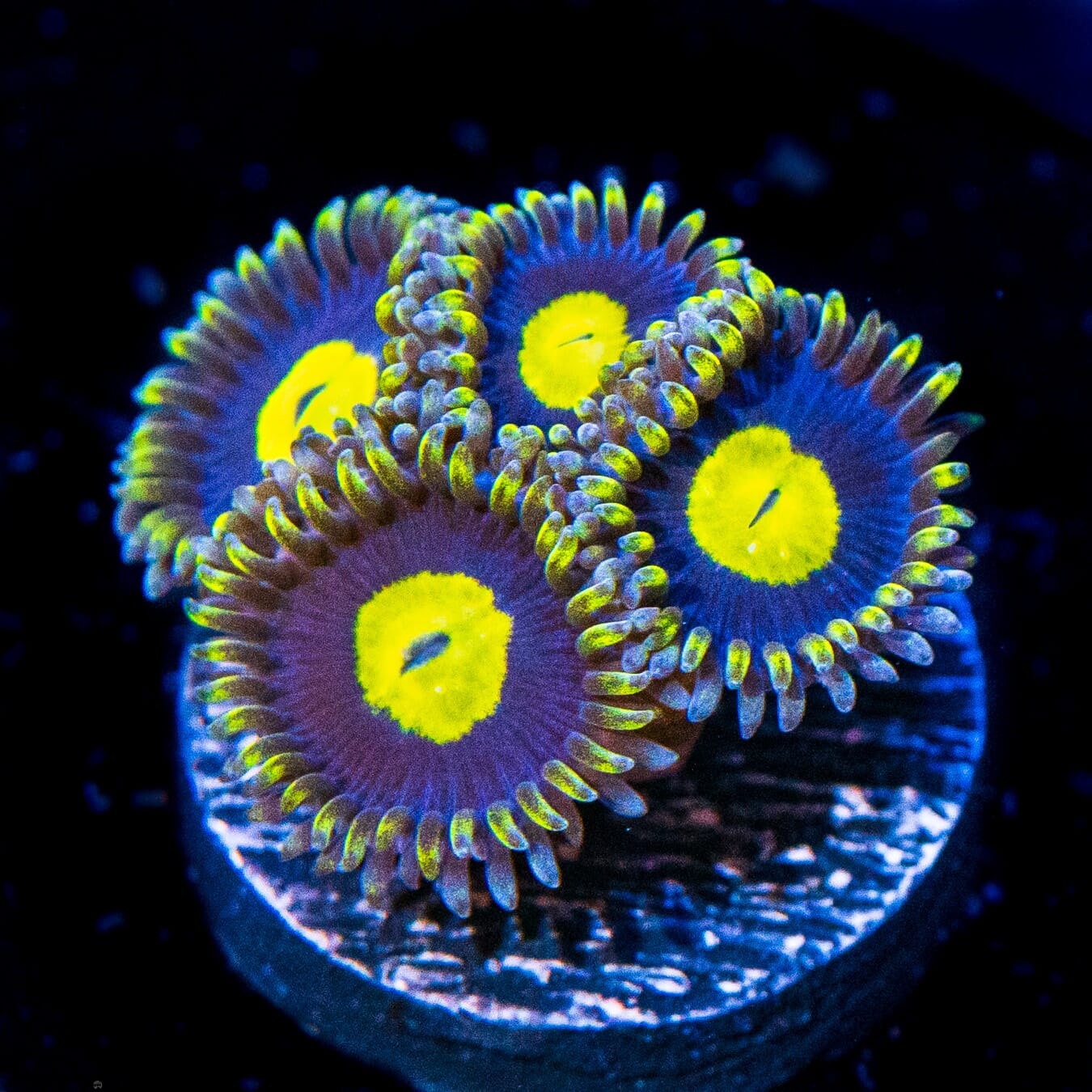 WWC Crazy Kimchi Zoanthids