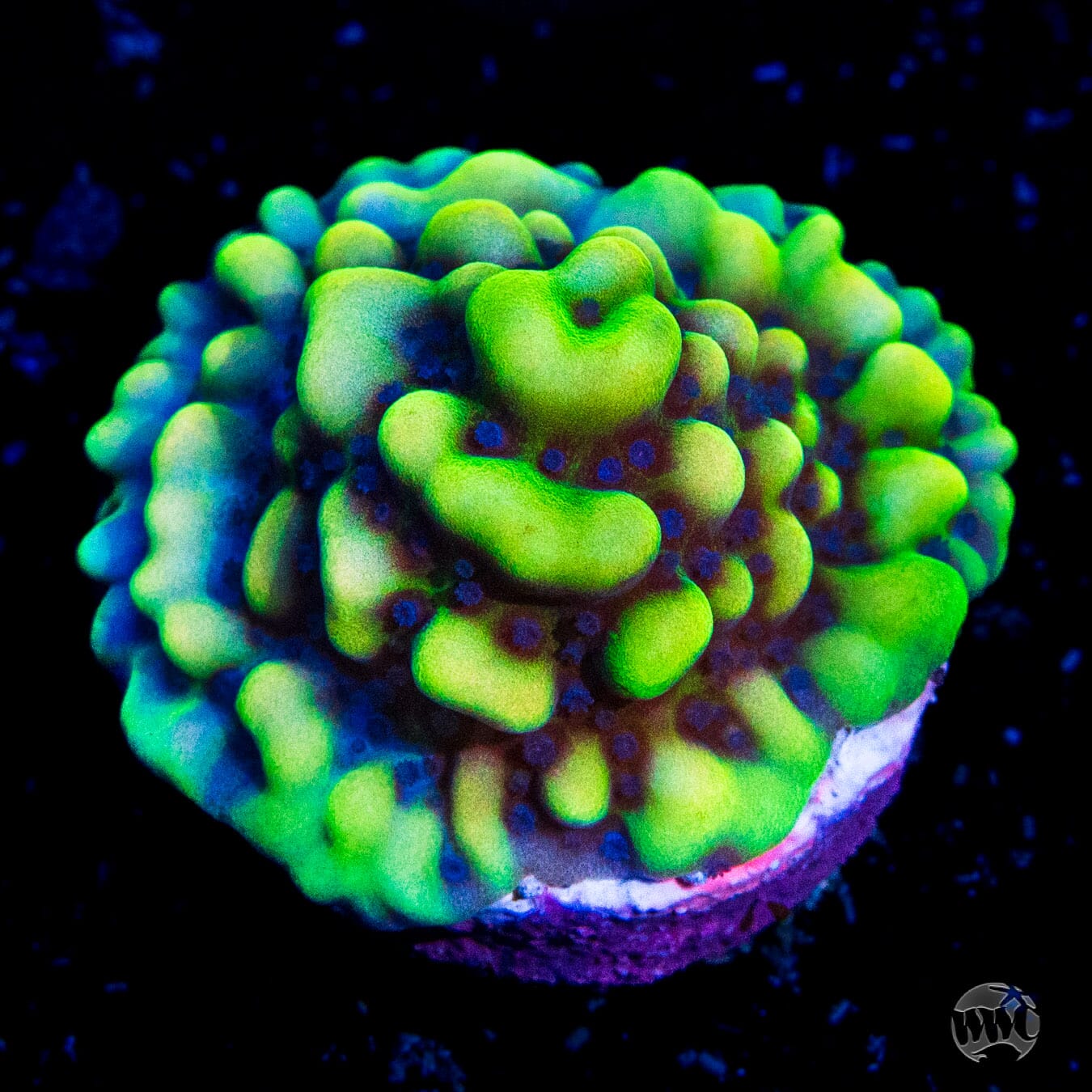 WWC Dark Portal Montipora Coral