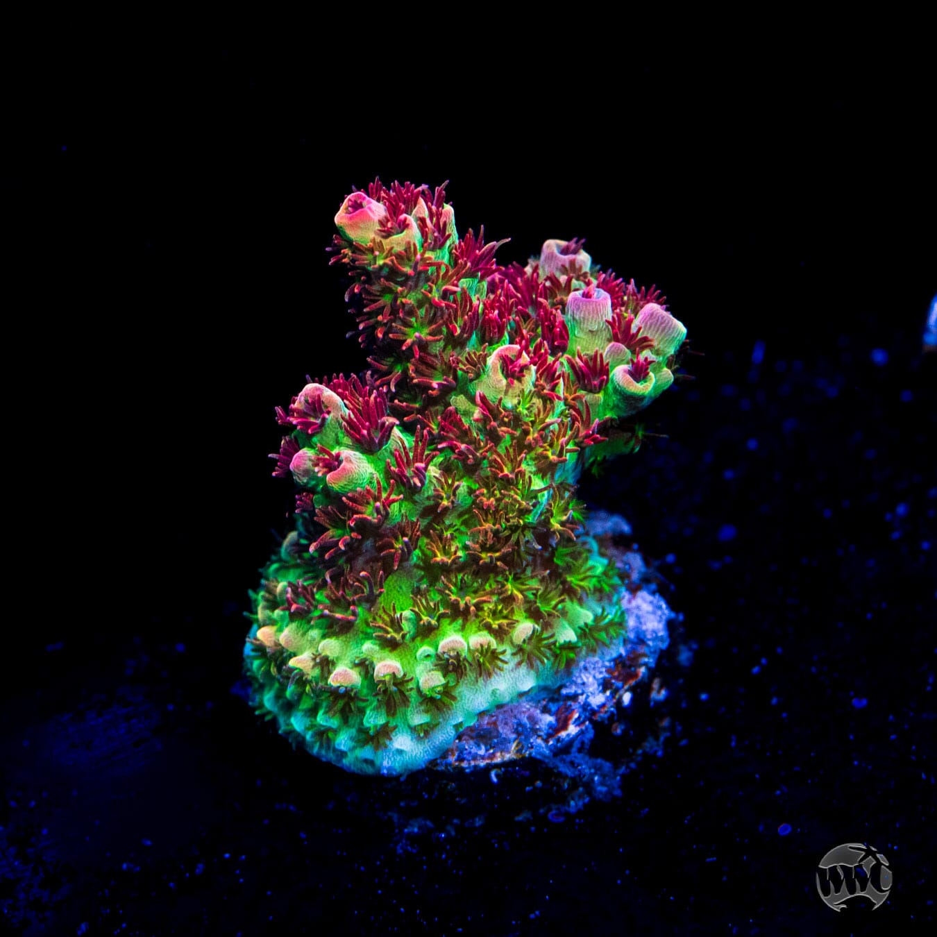 WWC Dirty Love Dreams Acropora