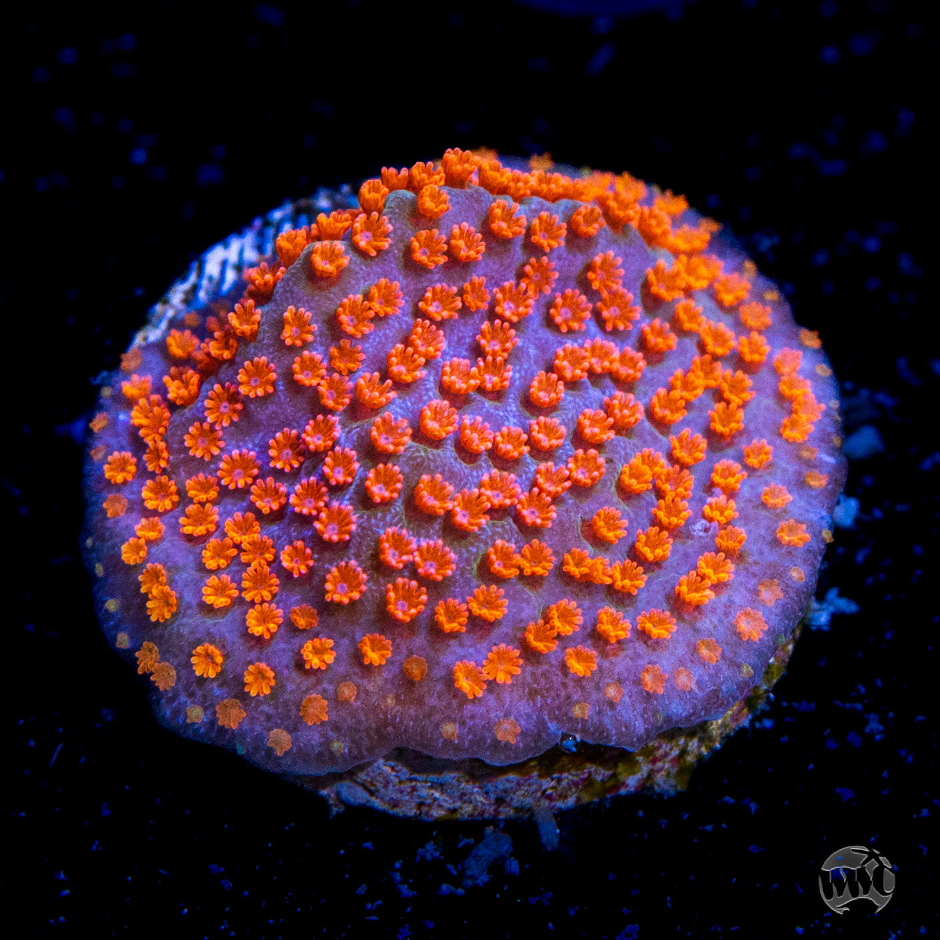 WWC Dizzy Spell Montipora