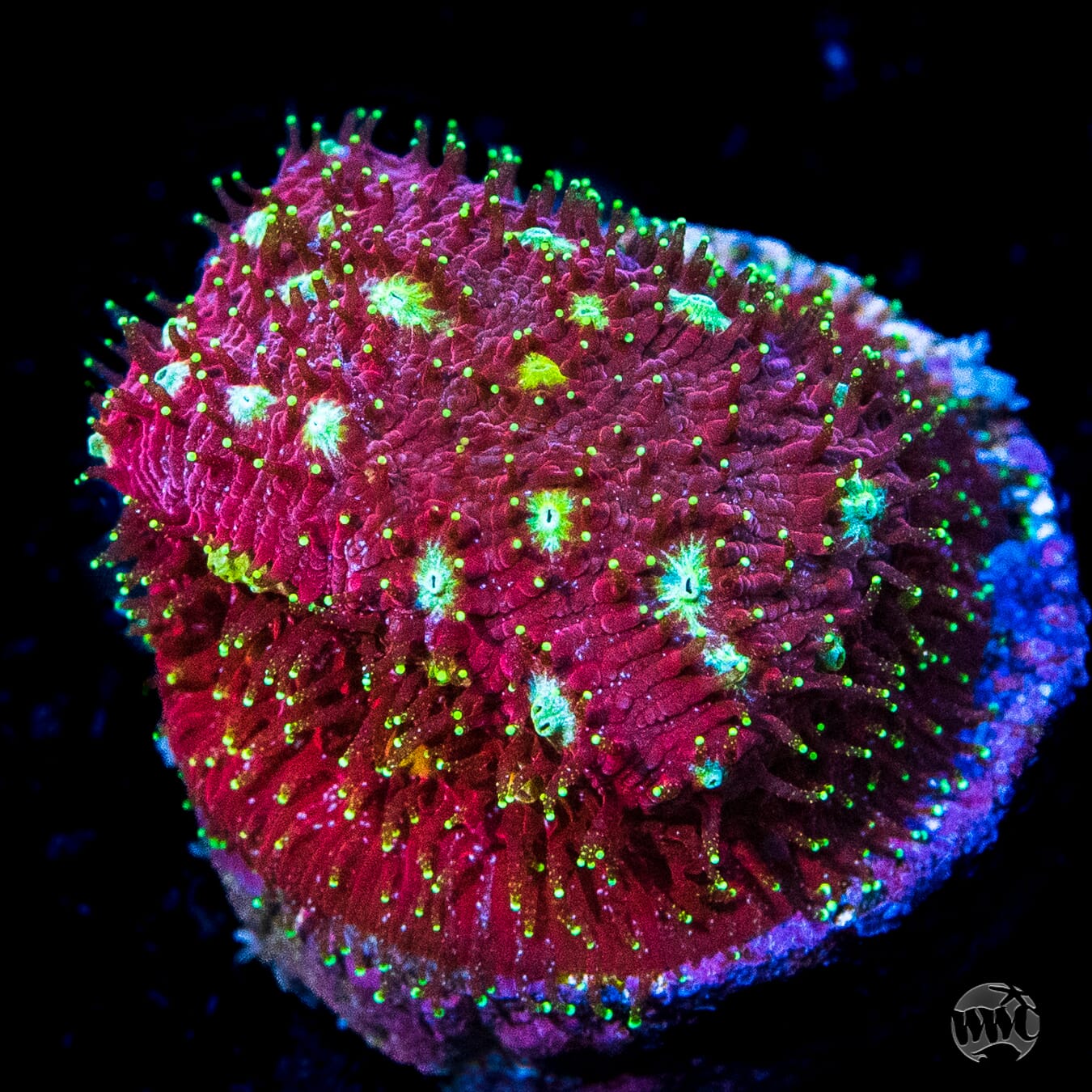 WWC Dragons Blood Lithophyllon Coral