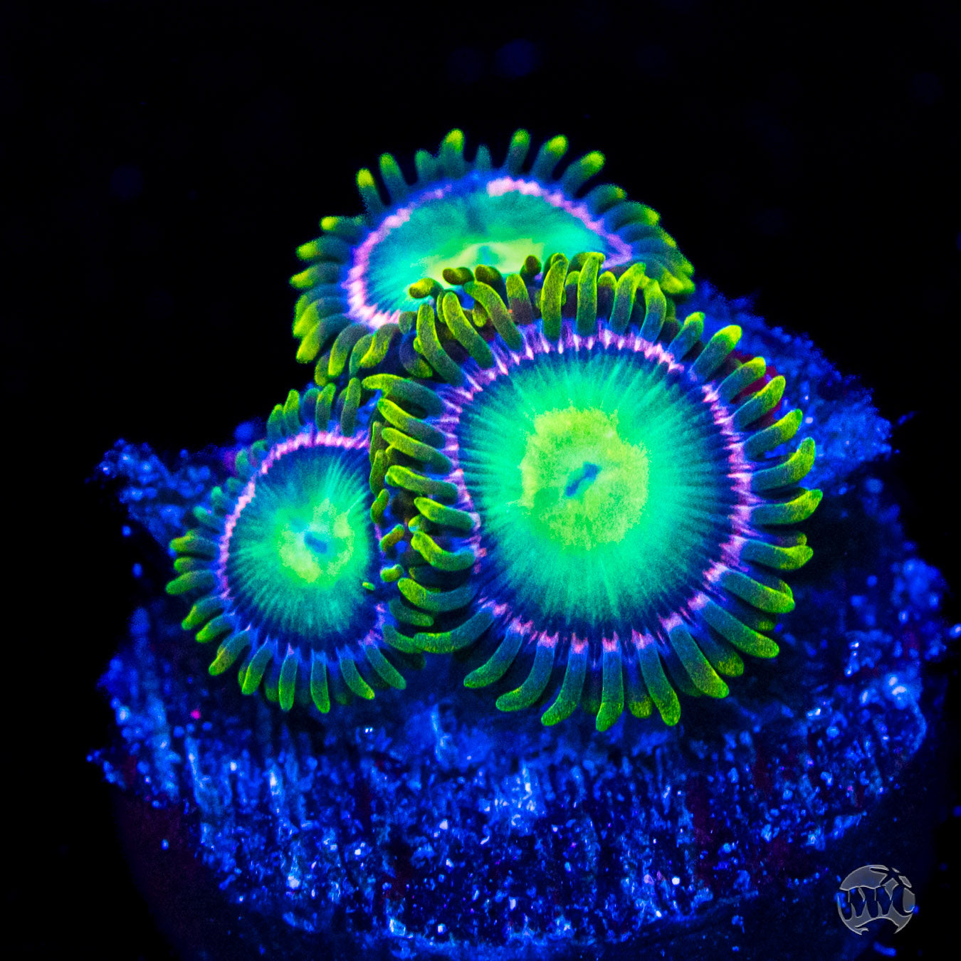 WWC Fairy Godmother Zoanthids