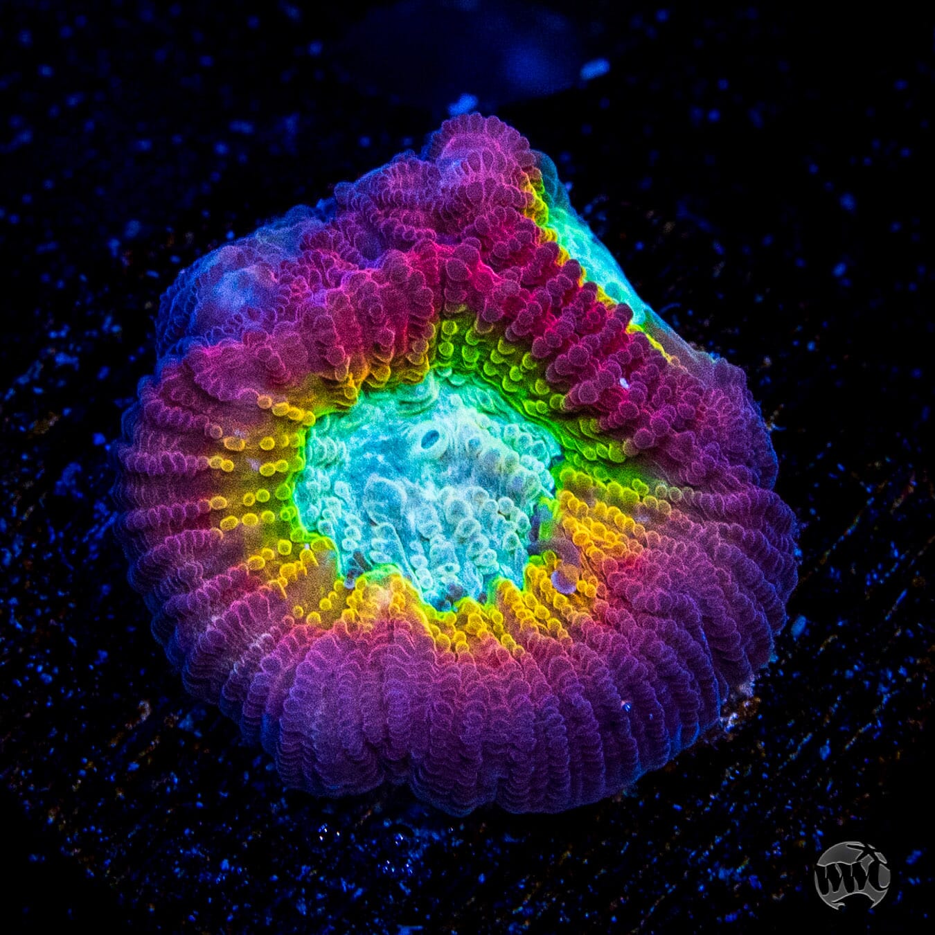 WWC Fantasmo Favia Coral