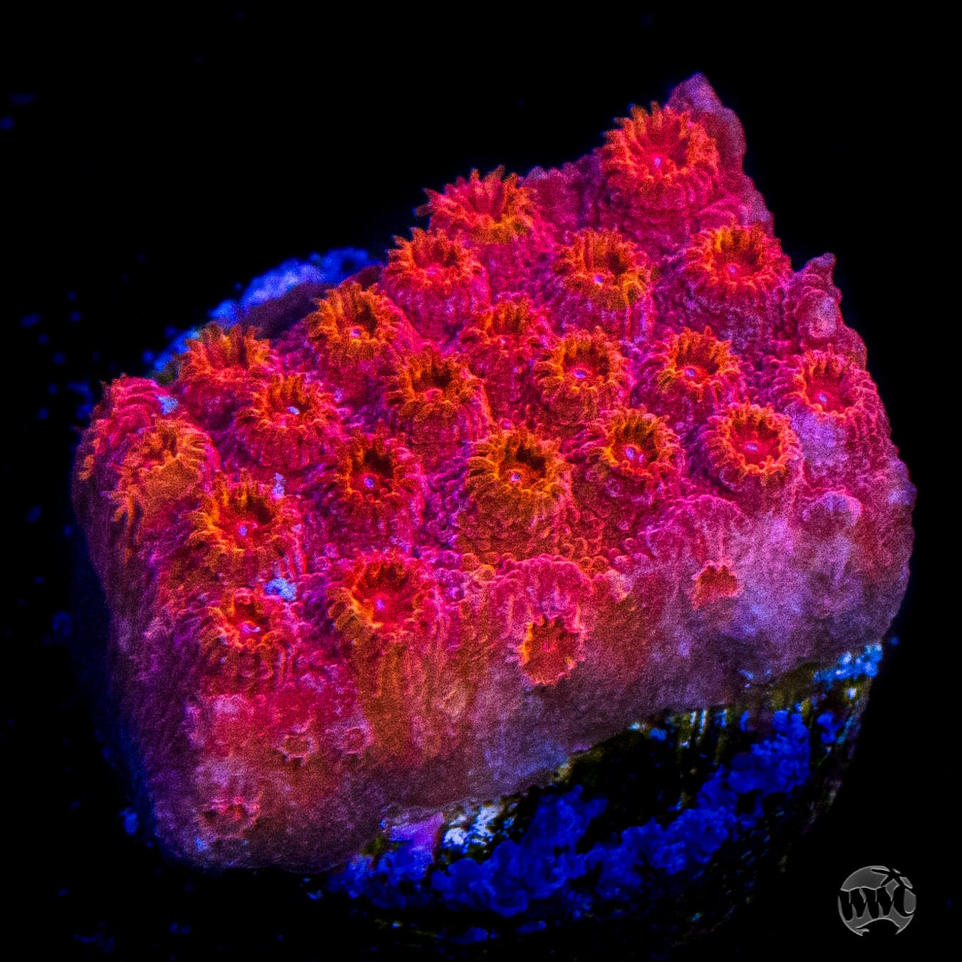 WWC Firestorm Cyphastrea Coral