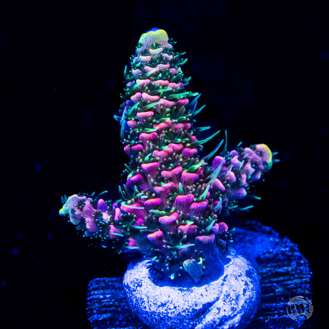 WWC Flamingo Fiesta Mille Acropora