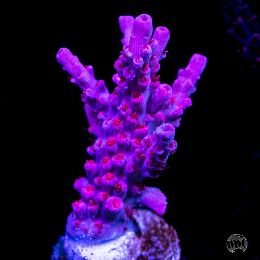 WWC Frozen Rose Acropora