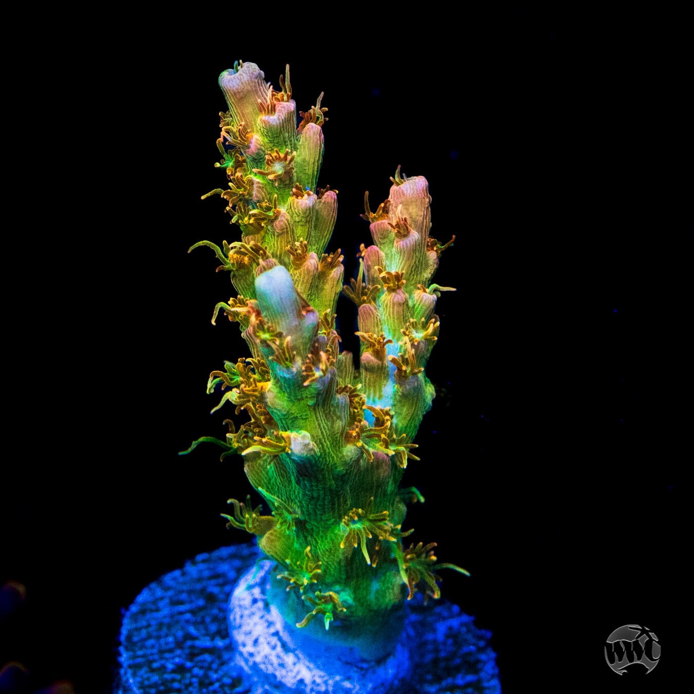 WWC Golden Dragon Acropora