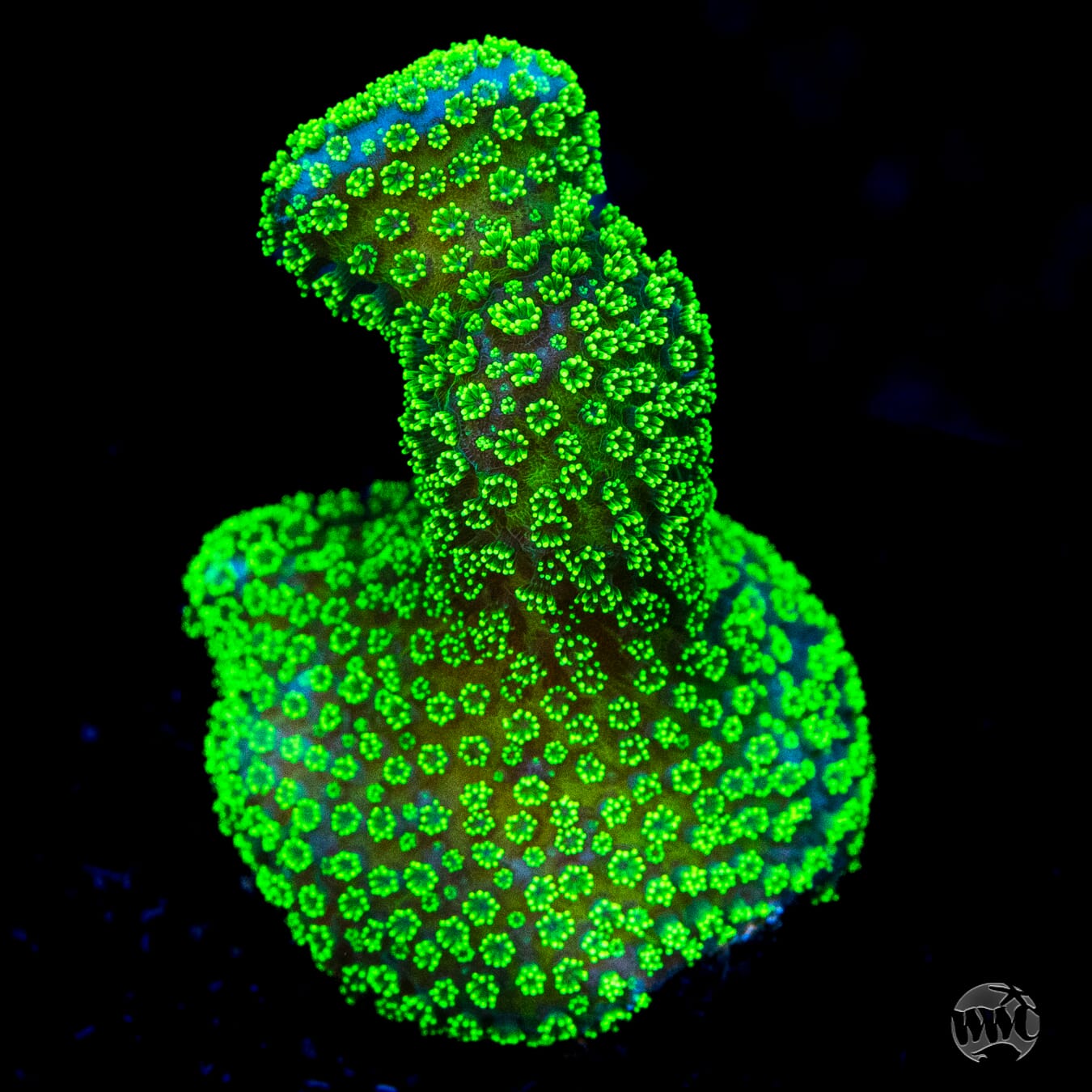 WWC Green Goblin Stylophora Coral