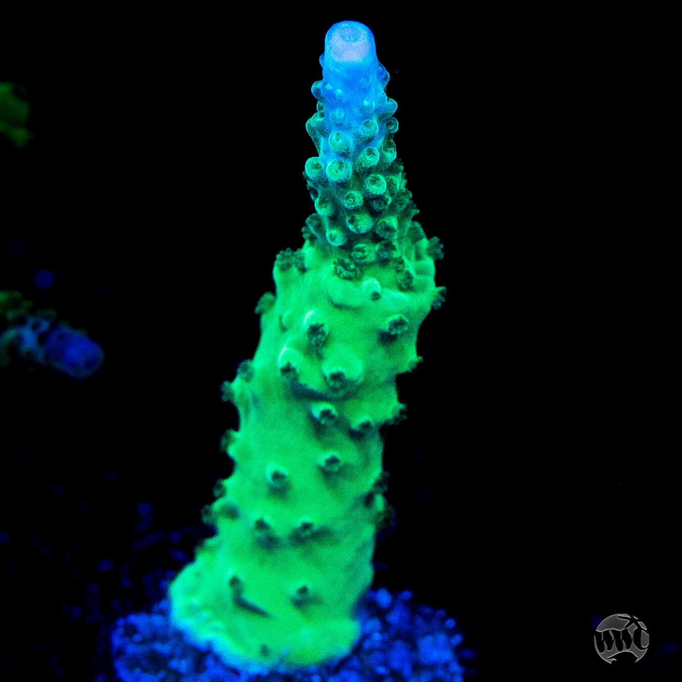 WWC Green Lightning Stag Acropora