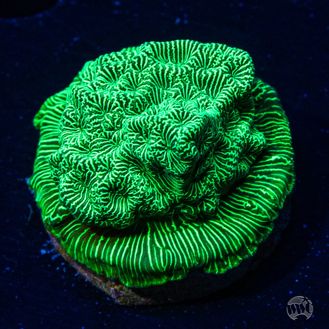 WWC Hulk Leptoseris Coral