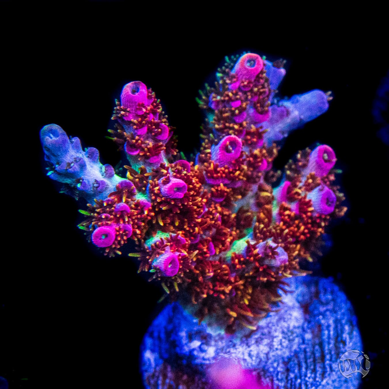 WWC Jello Shot Acropora