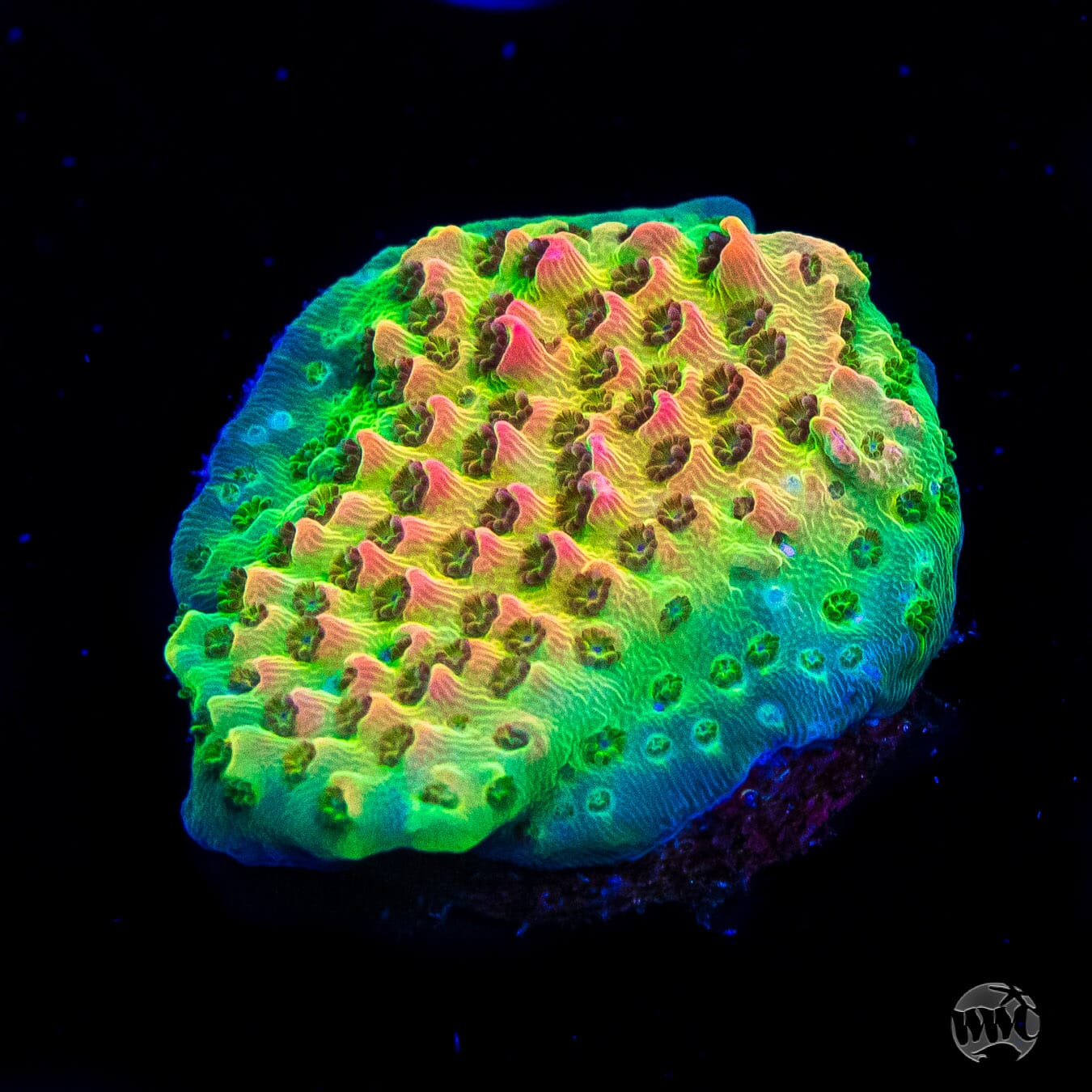 WWC Jello Shot Cookie Acropora