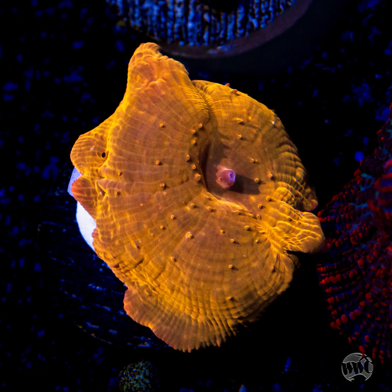 WWC King Tut Disco Mushroom Coral