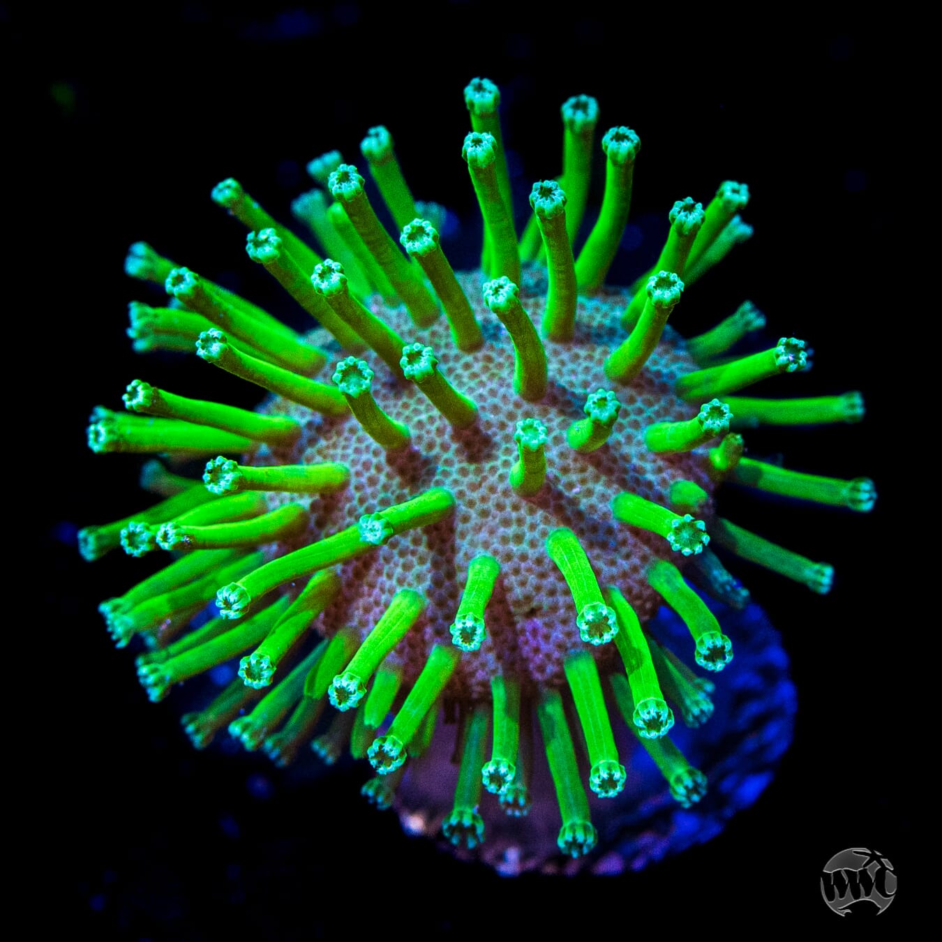 Toadstool Coral Green Long Polyp Toadstool Coral