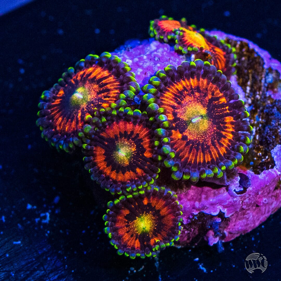 WWC Mambo Jambo Zoanthids