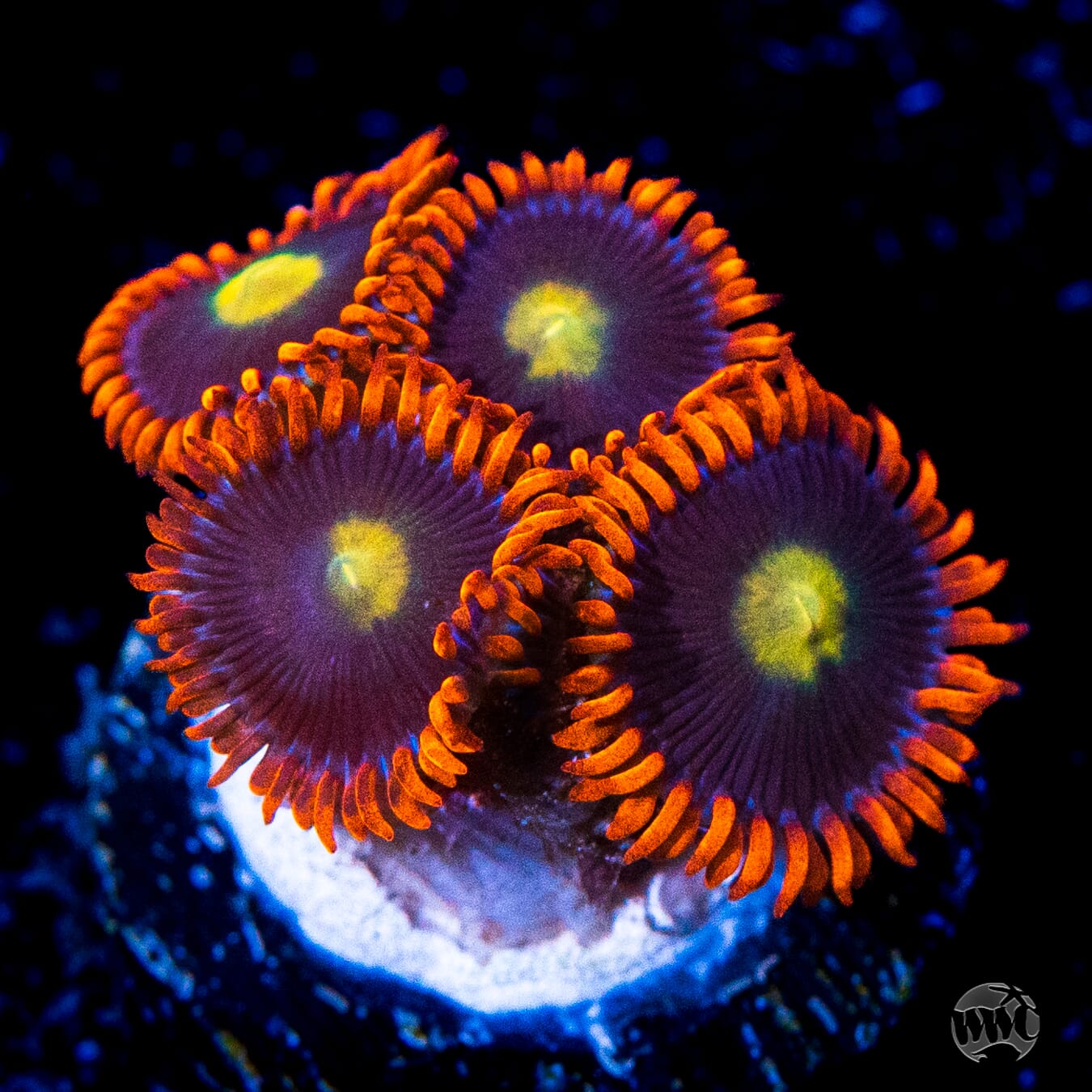 WWC Mandarin Monster Zoanthids