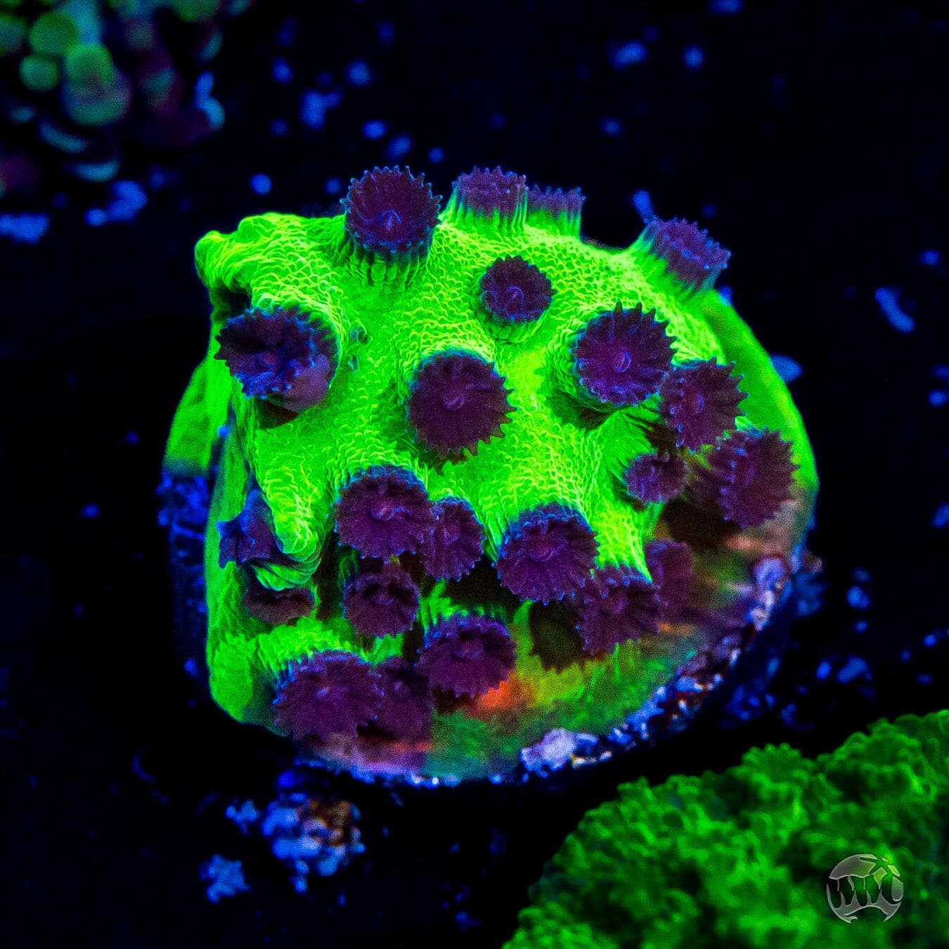 WWC Mardi Gras Cyphastrea Coral