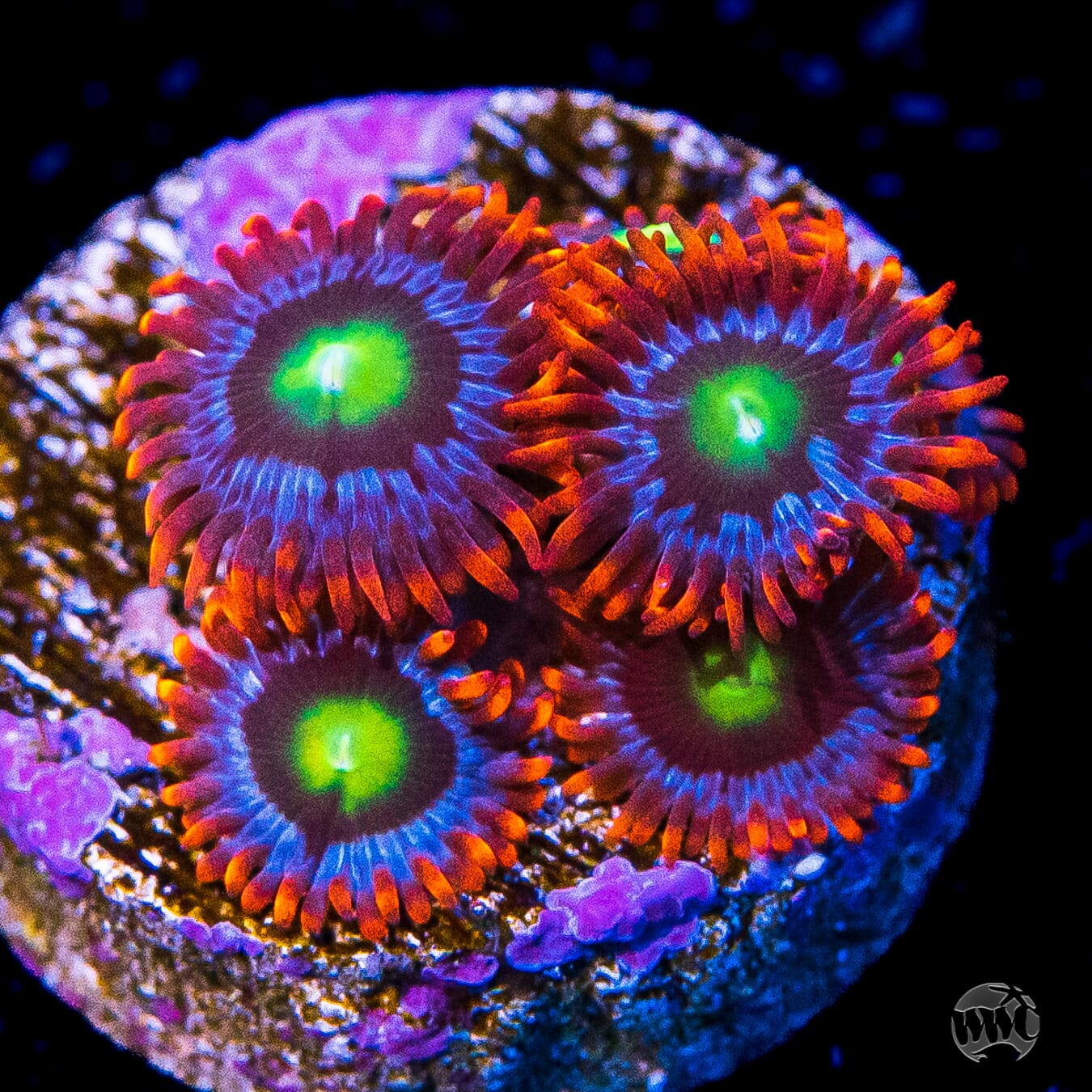 WWC Monster Mash Zoanthids