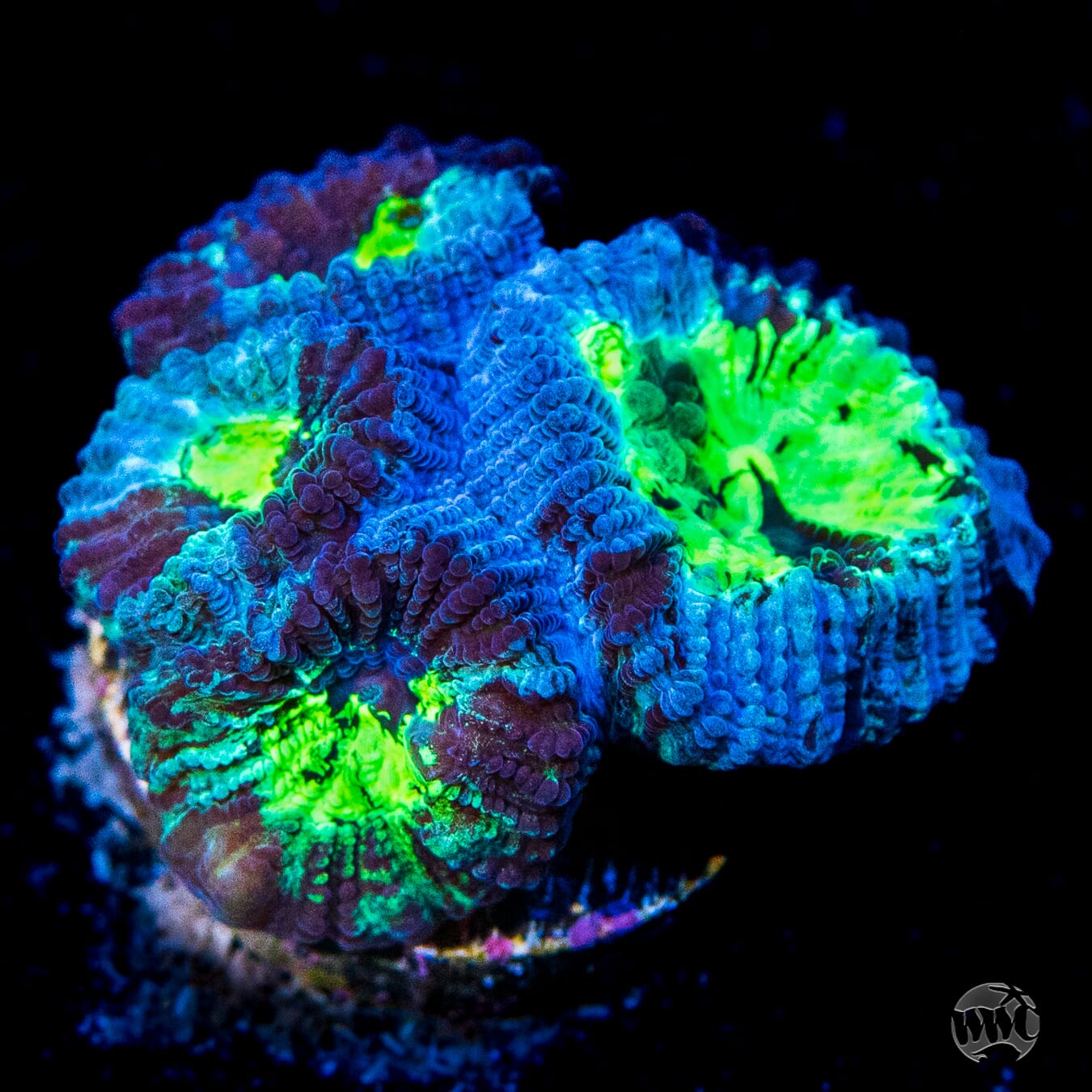 WWC Necromancer Favia Coral