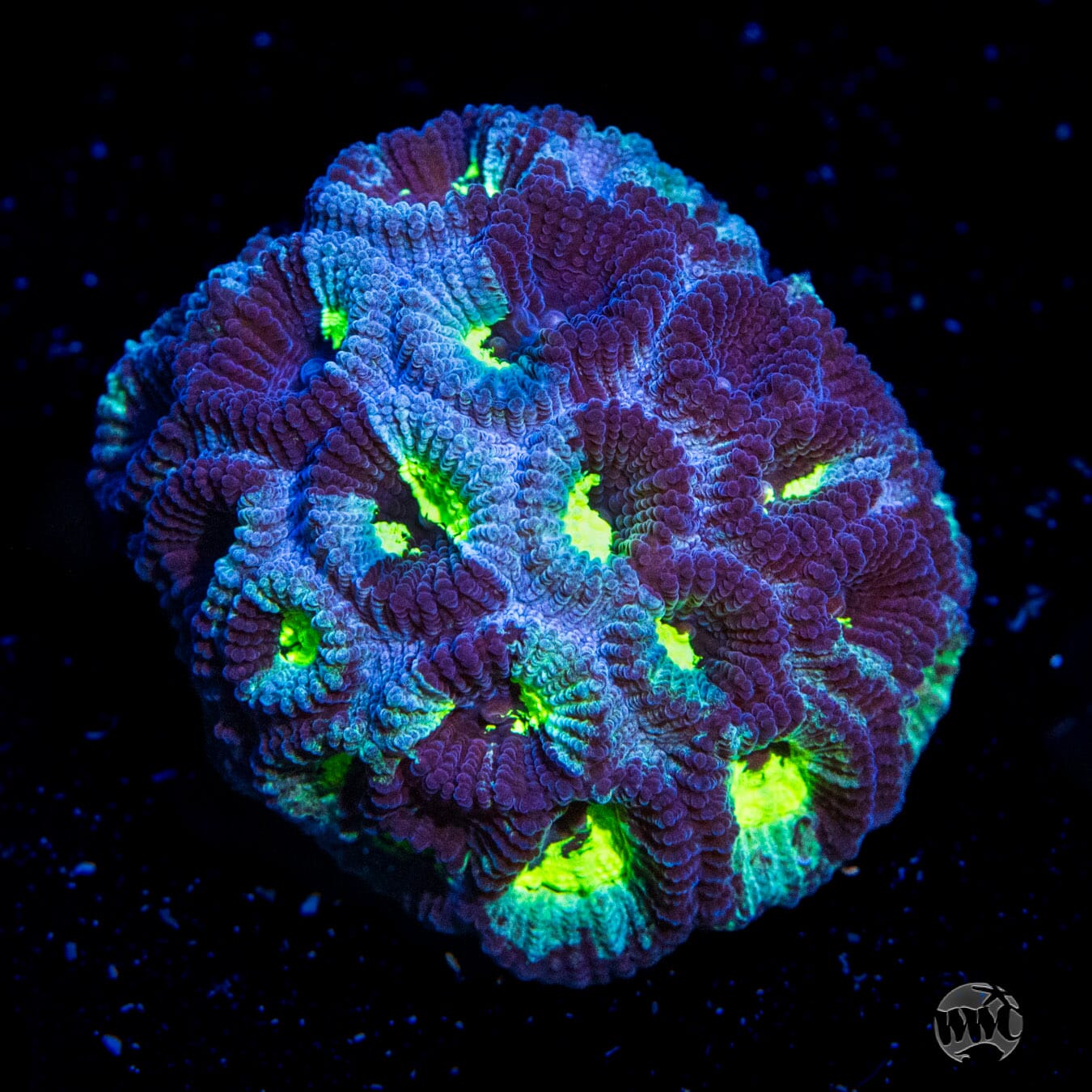 WWC Necromancer Favia Coral