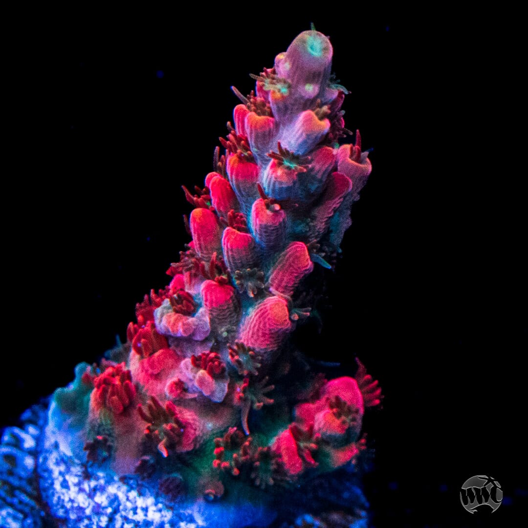 WWC Pantera Rosa Acropora