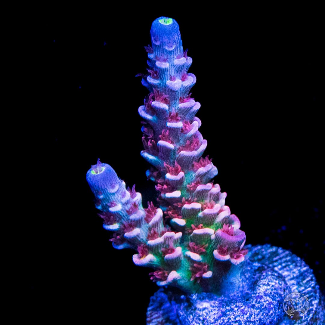 WWC Paradise Tenuis Acropora