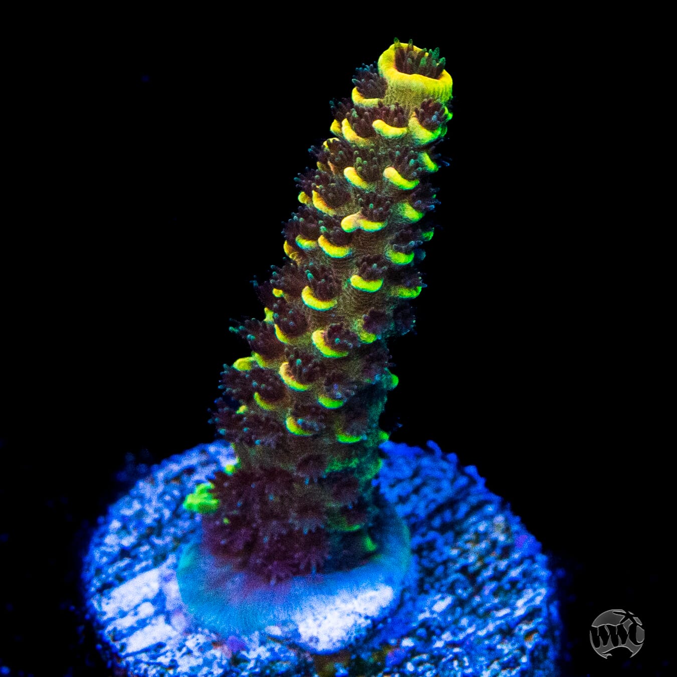 WWC Pineapple Pen Spath Acropora