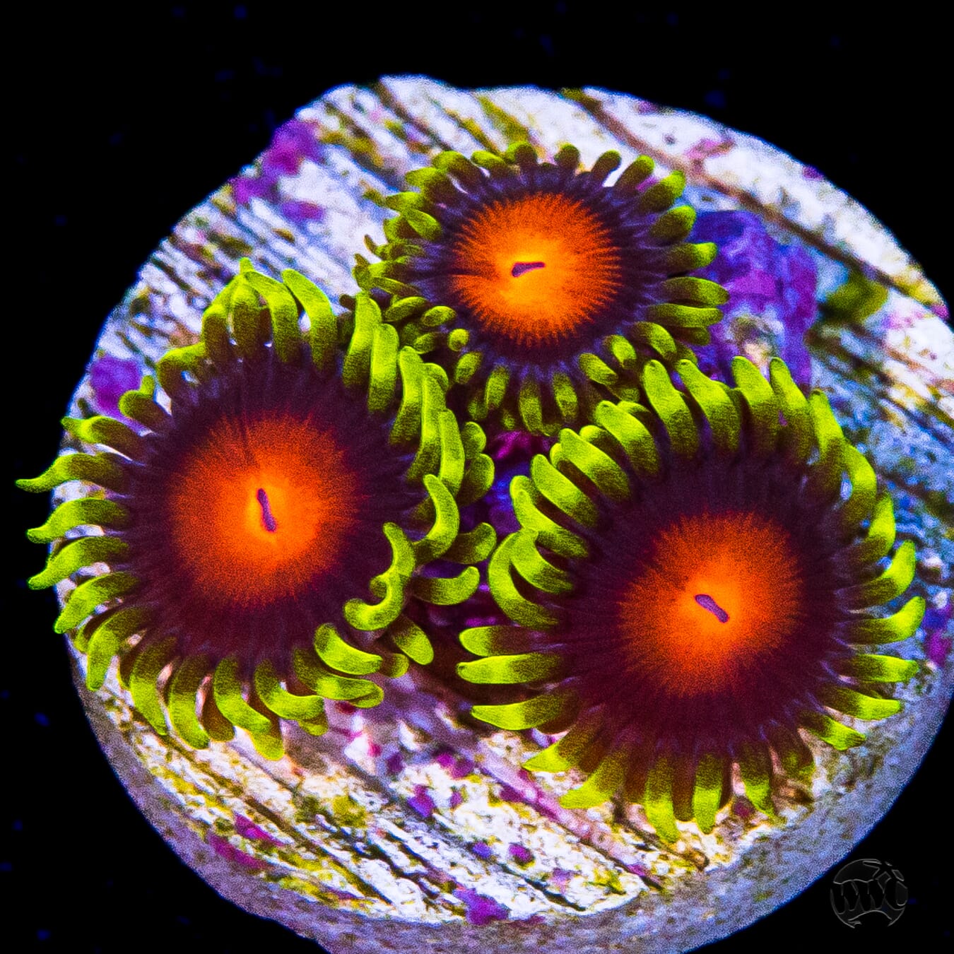 WWC Rising Sun Zoanthids